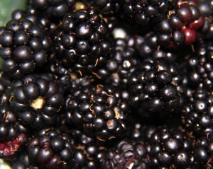 Home grown produce from Clitheroe Country Market