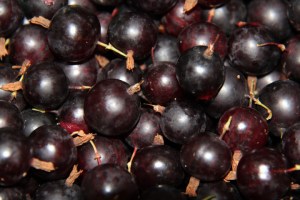 Red Gooseberries