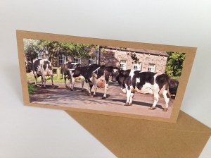 Cows coming home for milking