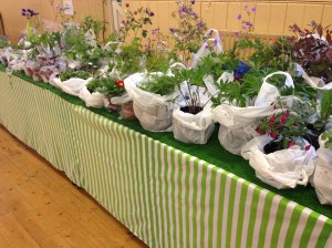 Country Market Plants